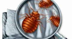 Kako se pripremiti za dezinsekciju s kreveta?